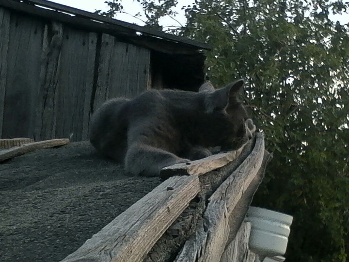 мой кот Тима смотрит и думает
