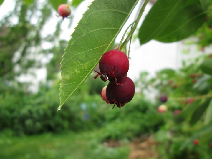 Red berrys