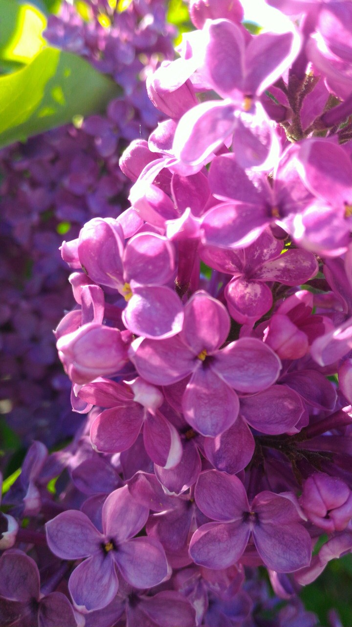 lilac