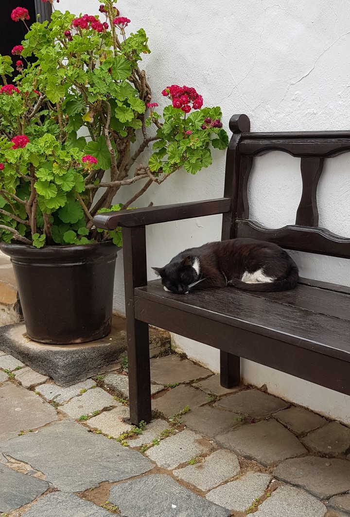 cat