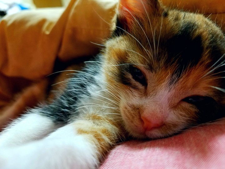 my cat(^-^)
