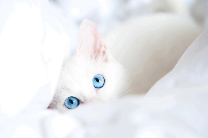고양이