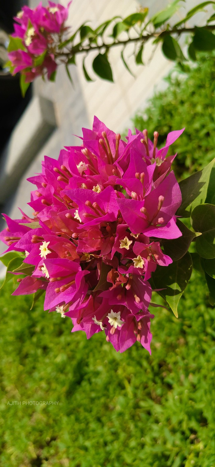 flower