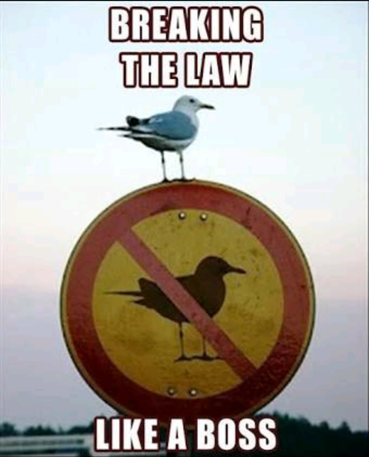 breaking the law