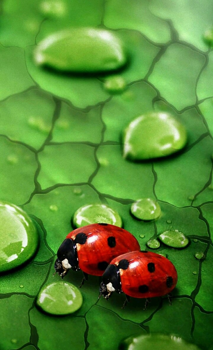 божьи коровки