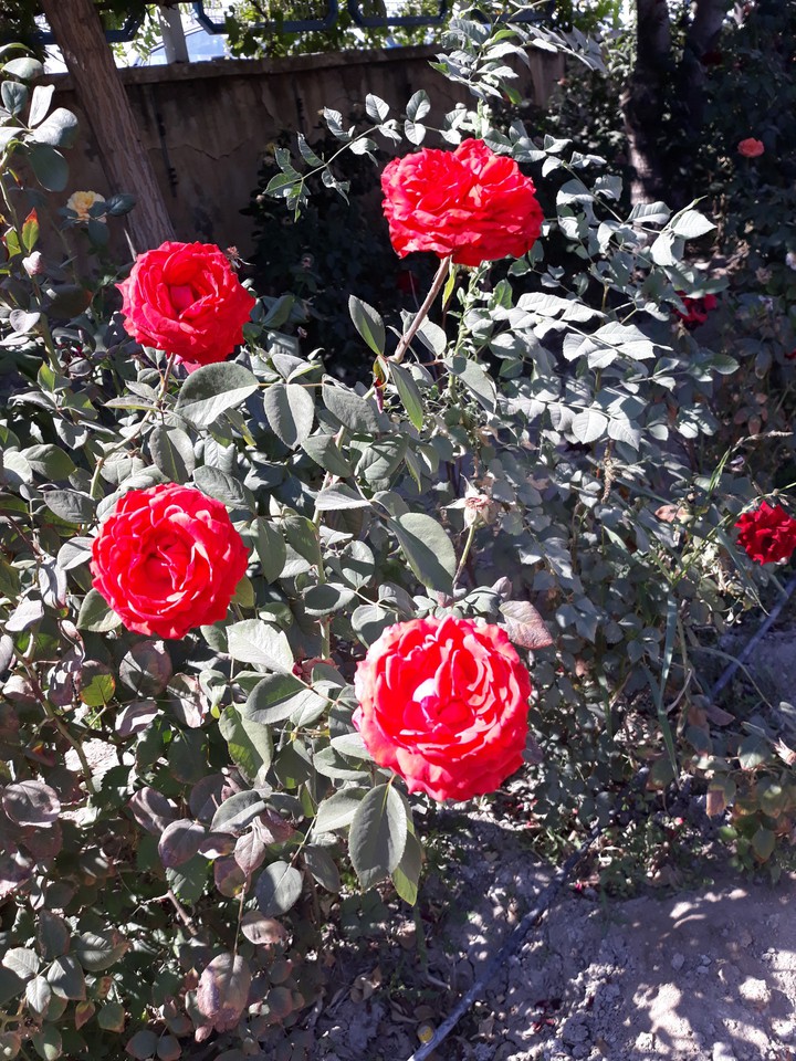 my click