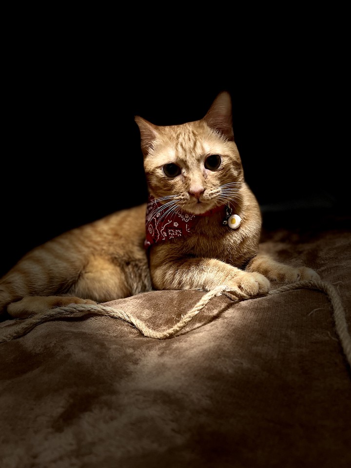 cat
