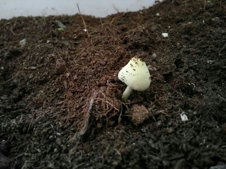 Little mushroom