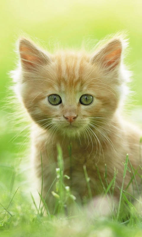 Котенок