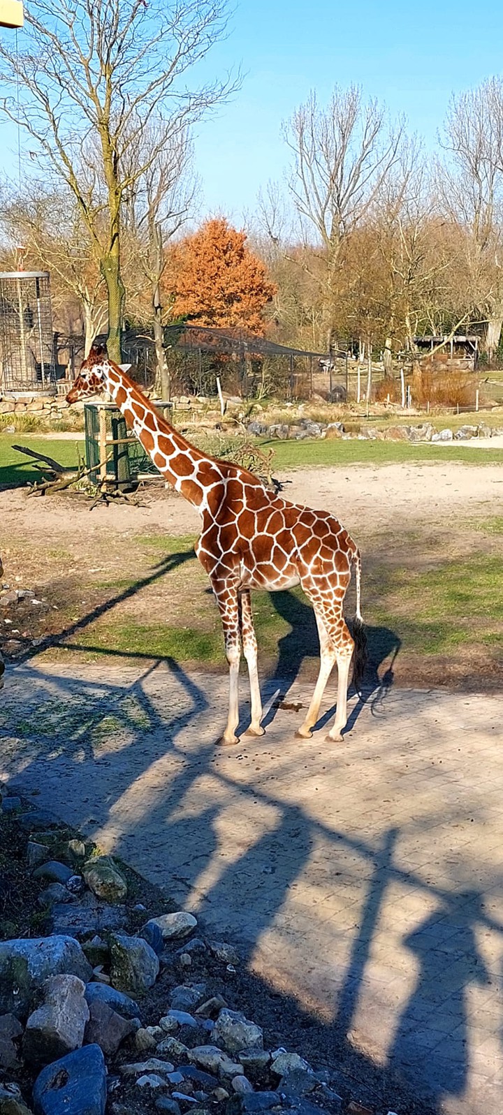 wat een mooie Giraf is dit
