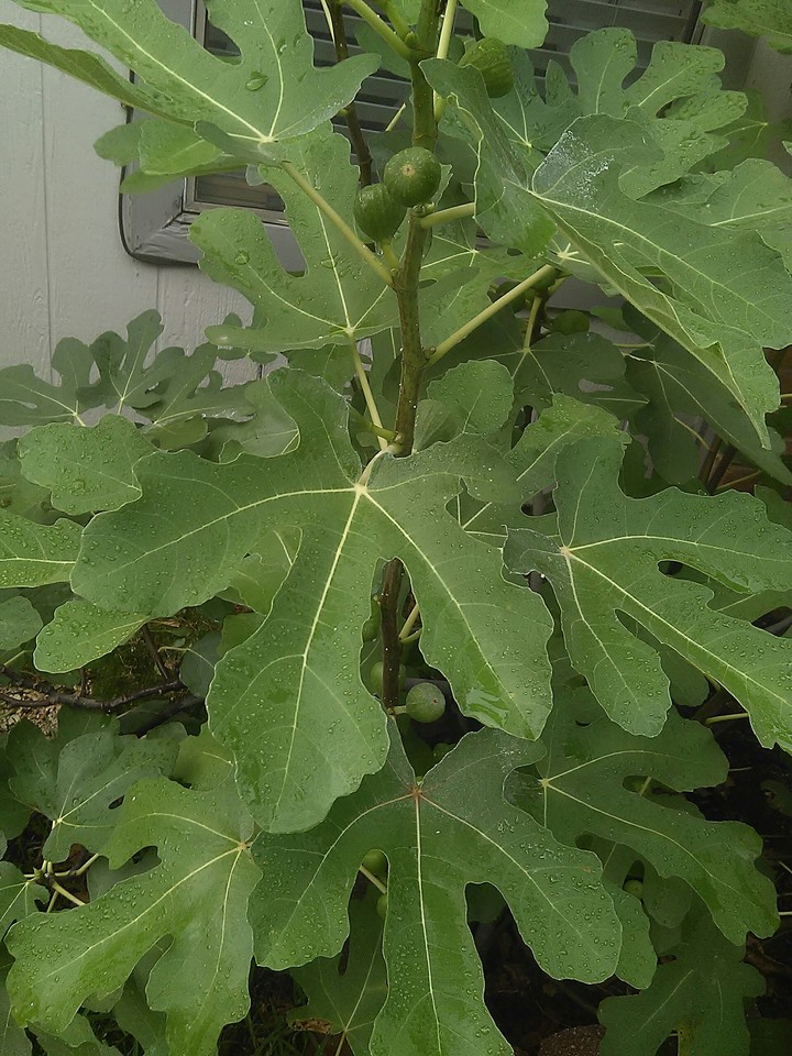 Higos / Figs