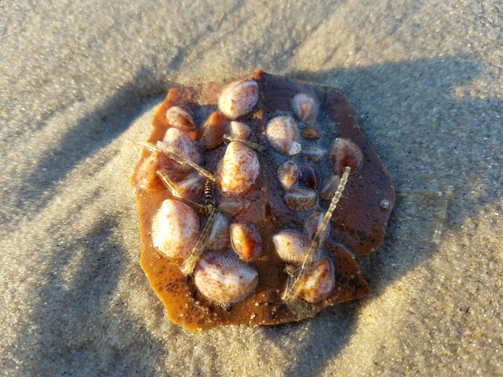Barnacles