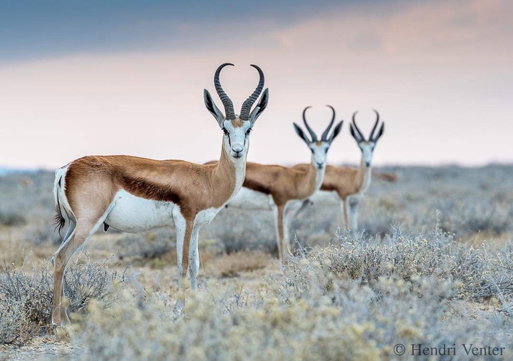 Animal