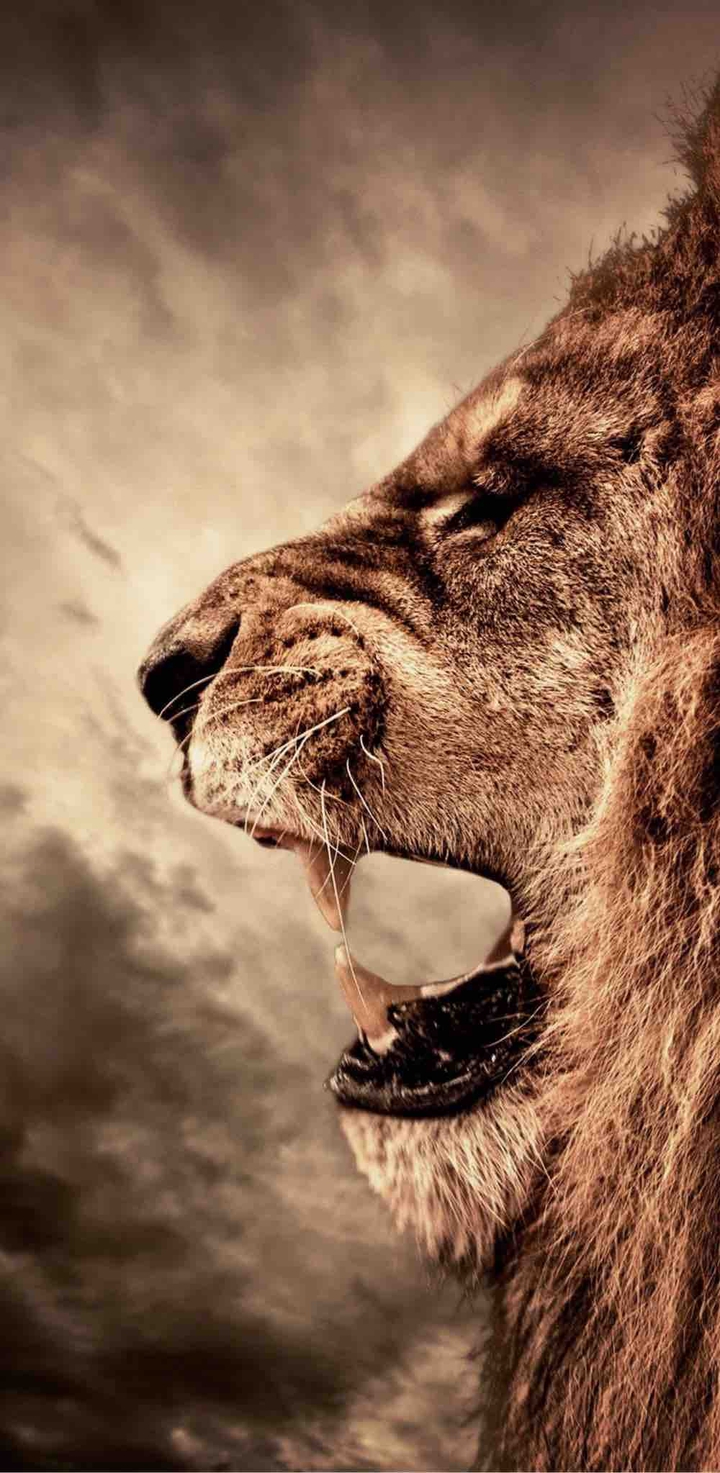 lion