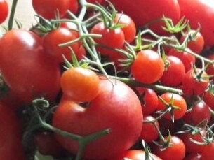 Tomaten