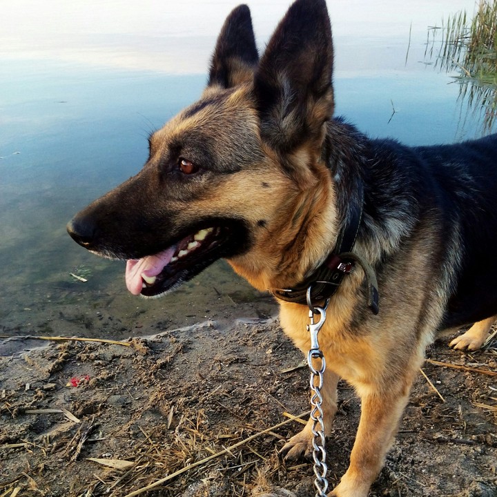 love dog