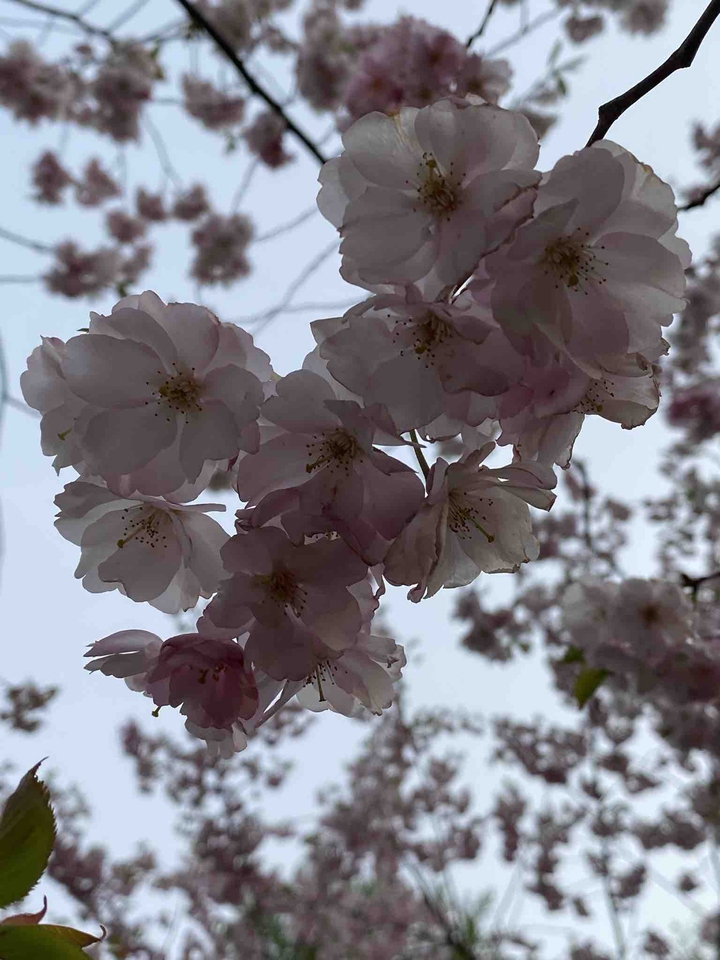 blossom