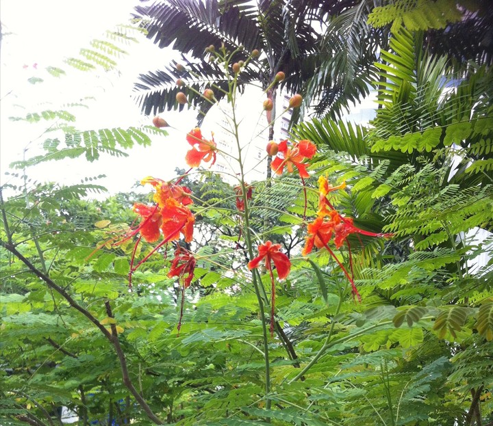 Orange Flowers