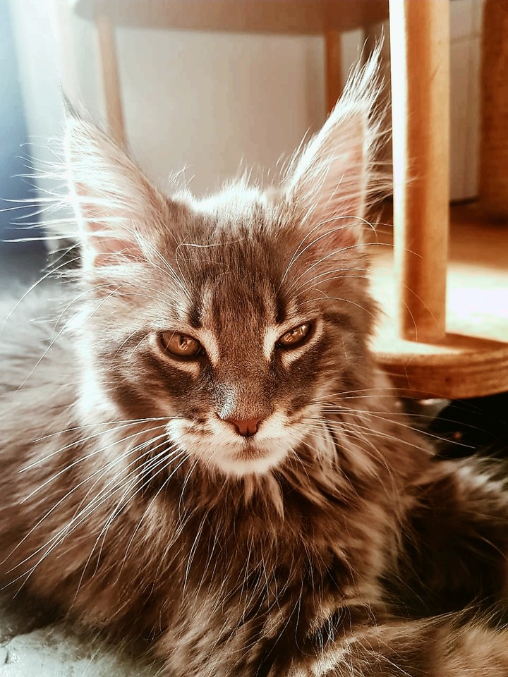 Paul - Maine Coon