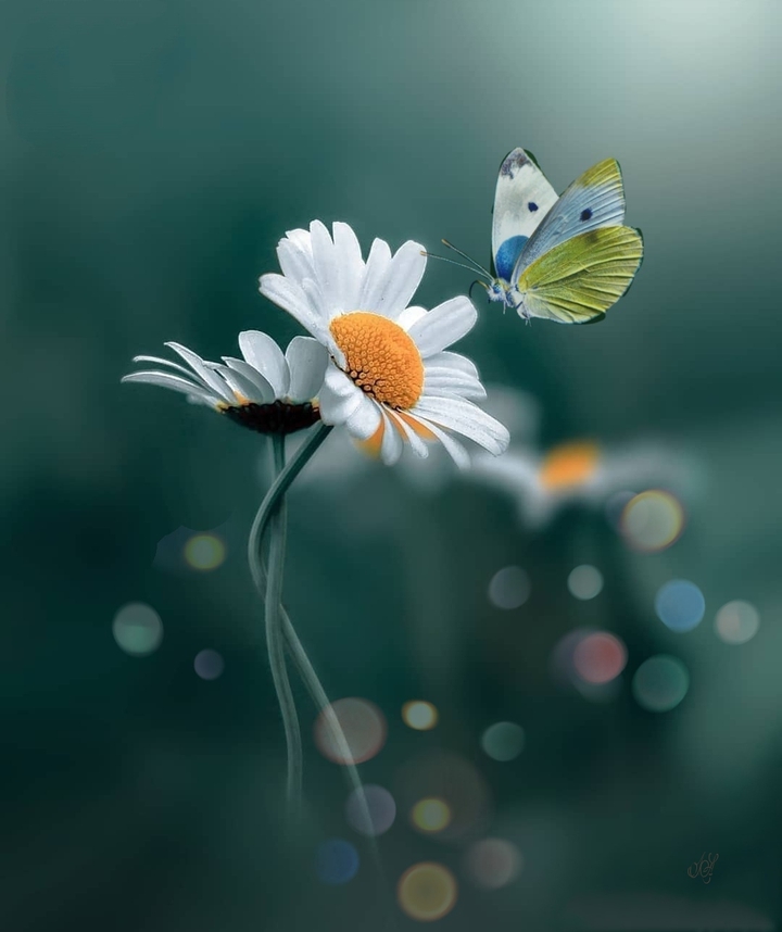 #daisies