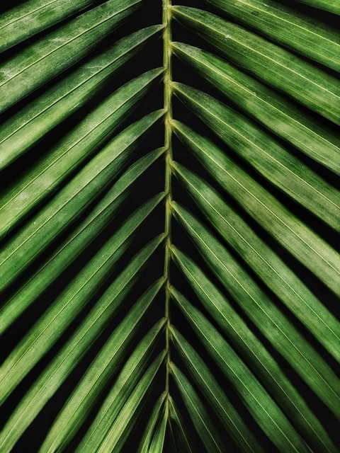 Close-up, gnetophytes duvar kağıtları