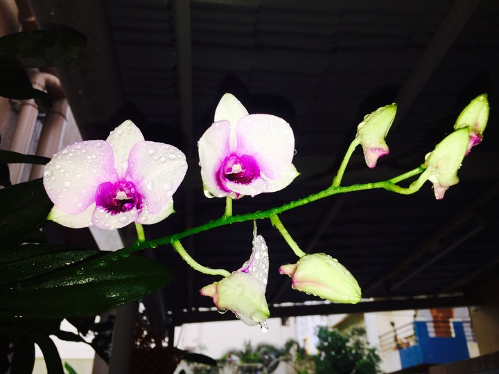 favourite flower..