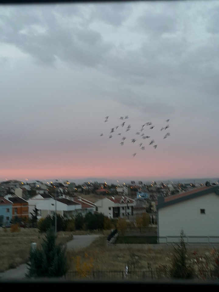 birds