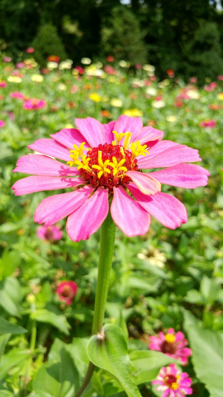 수많은 꽃중 하나