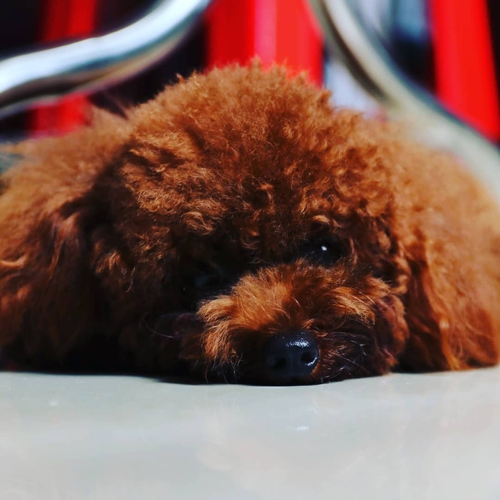 poodle