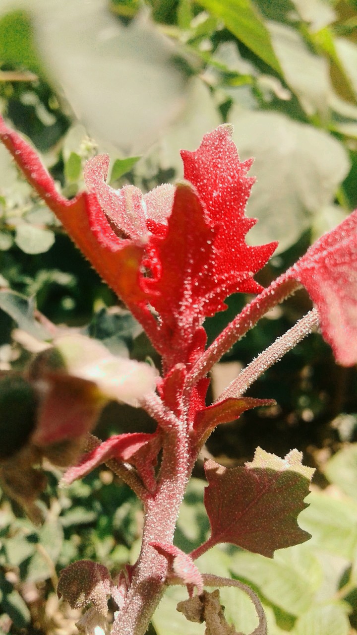 Anthocyanin!