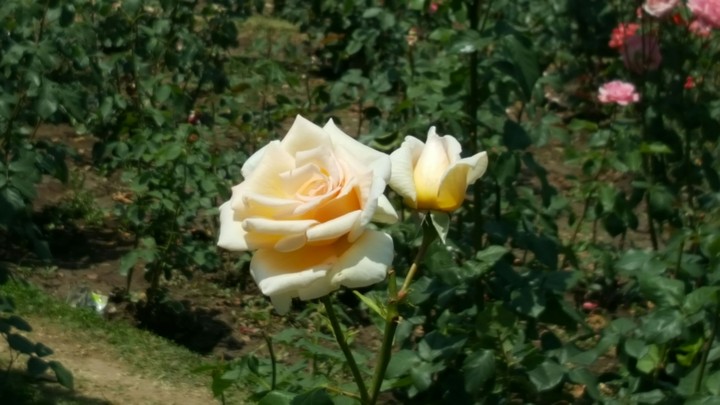 Yellow Roses