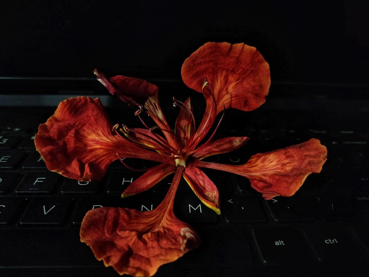 flower