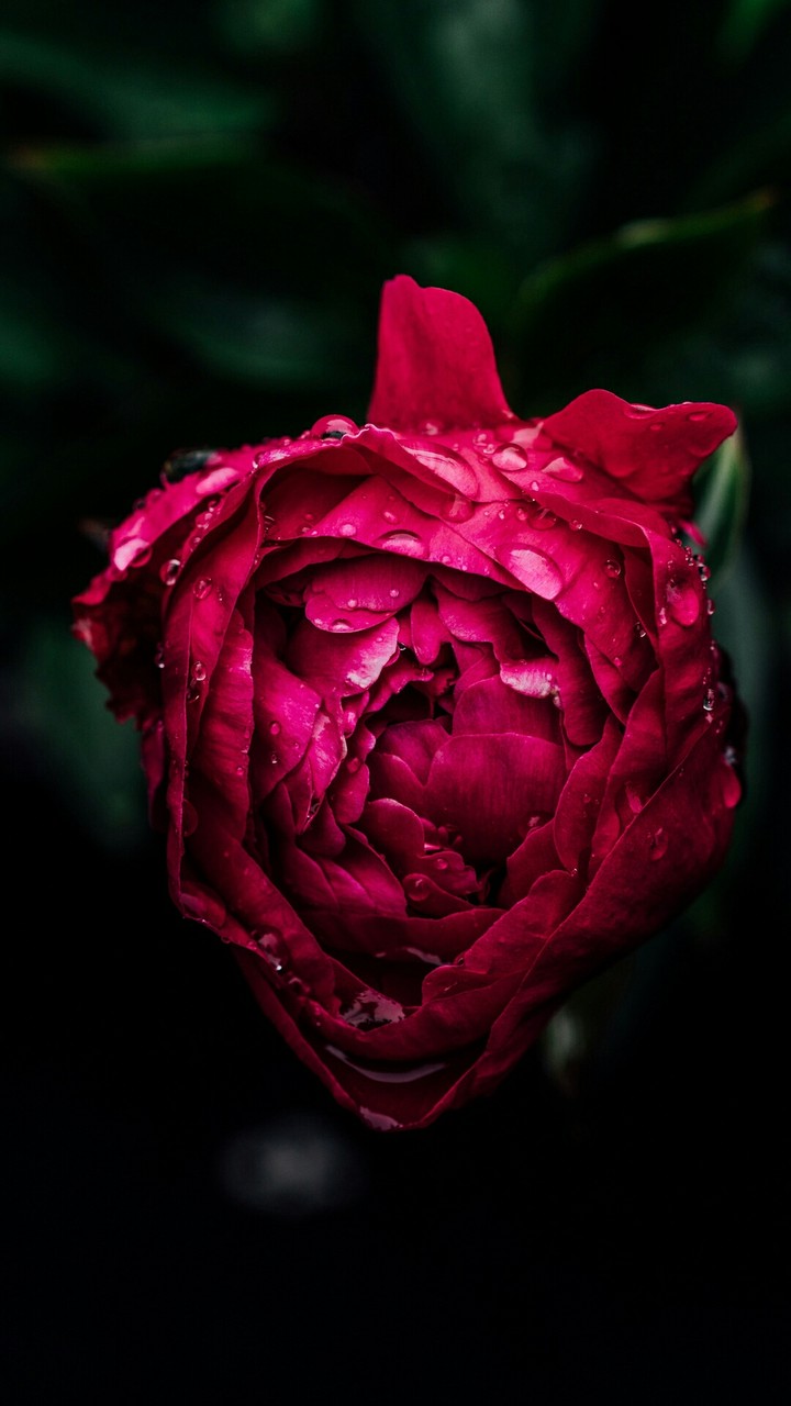 Red Rose