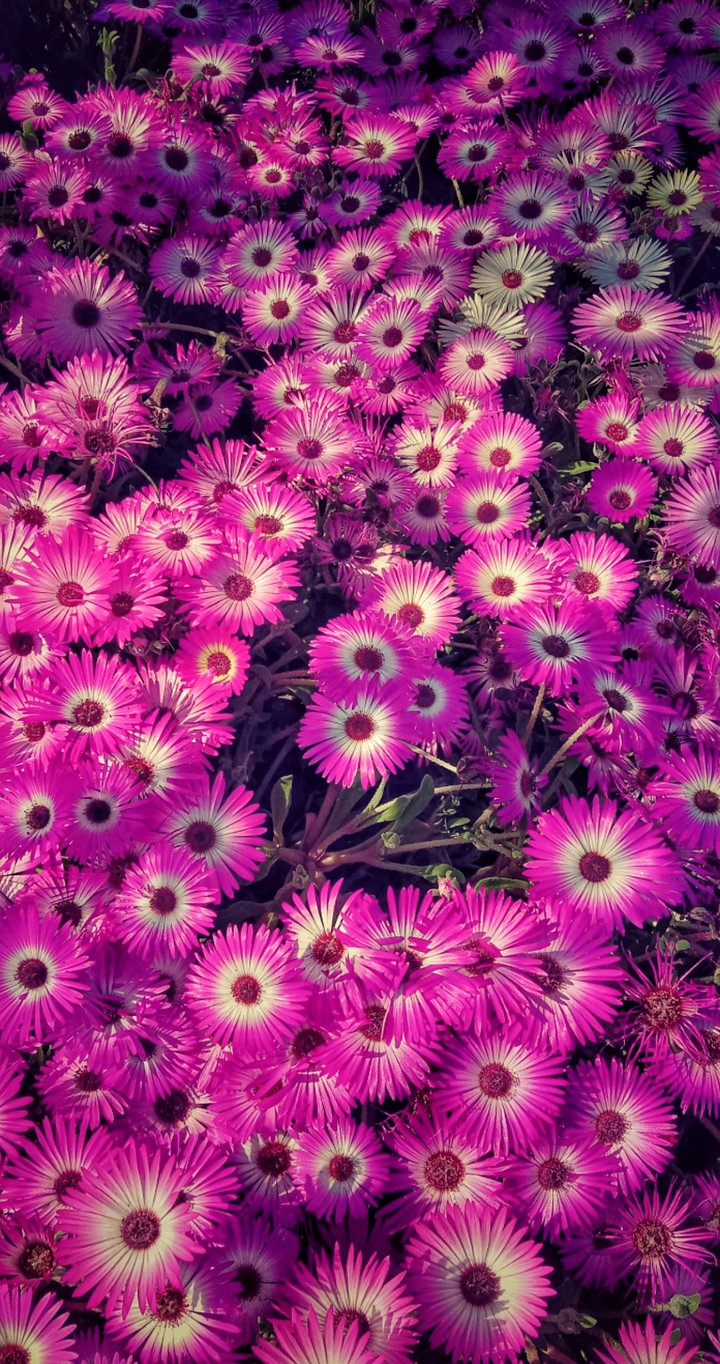purple