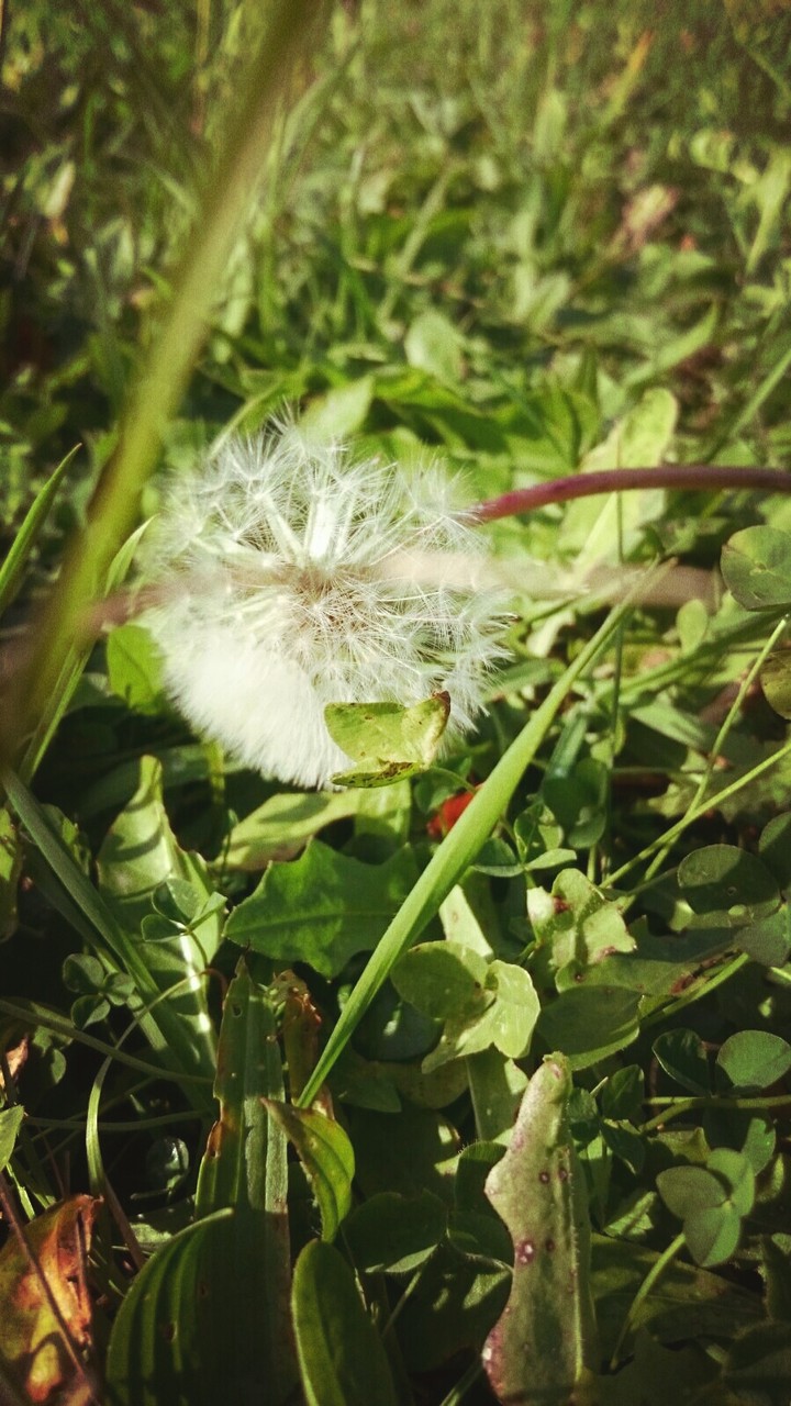 spring