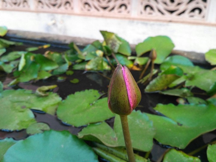 Lotus when closed