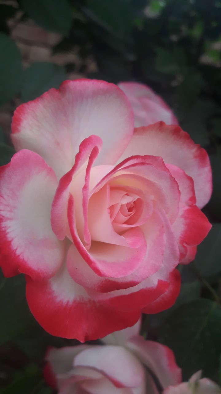 Roses