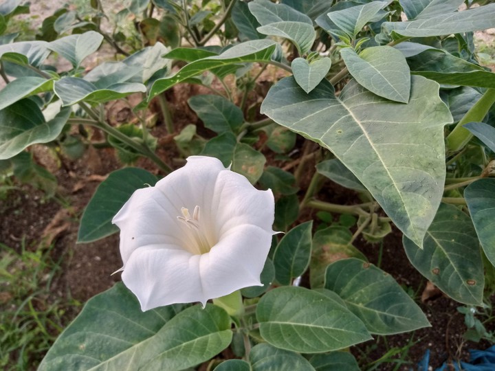 flower