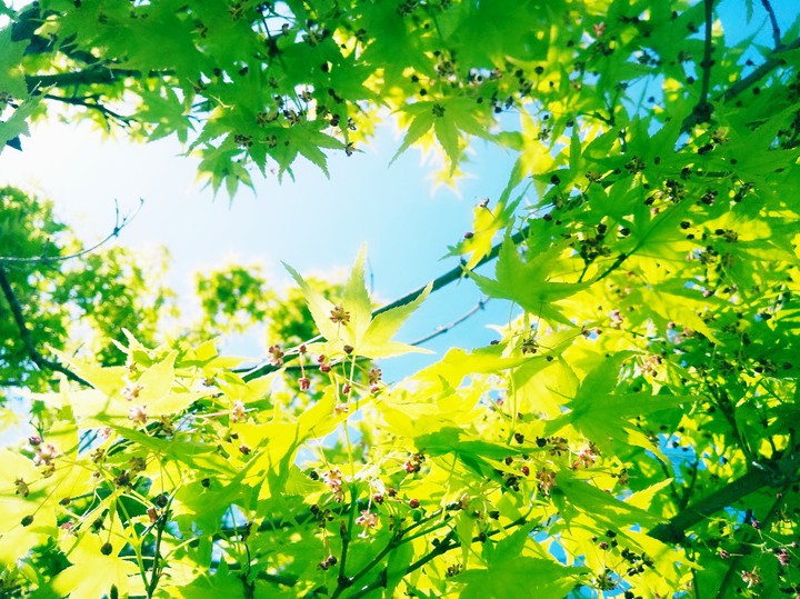 Maple