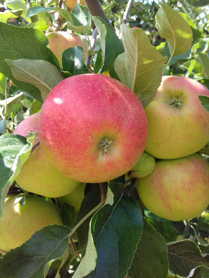 apple