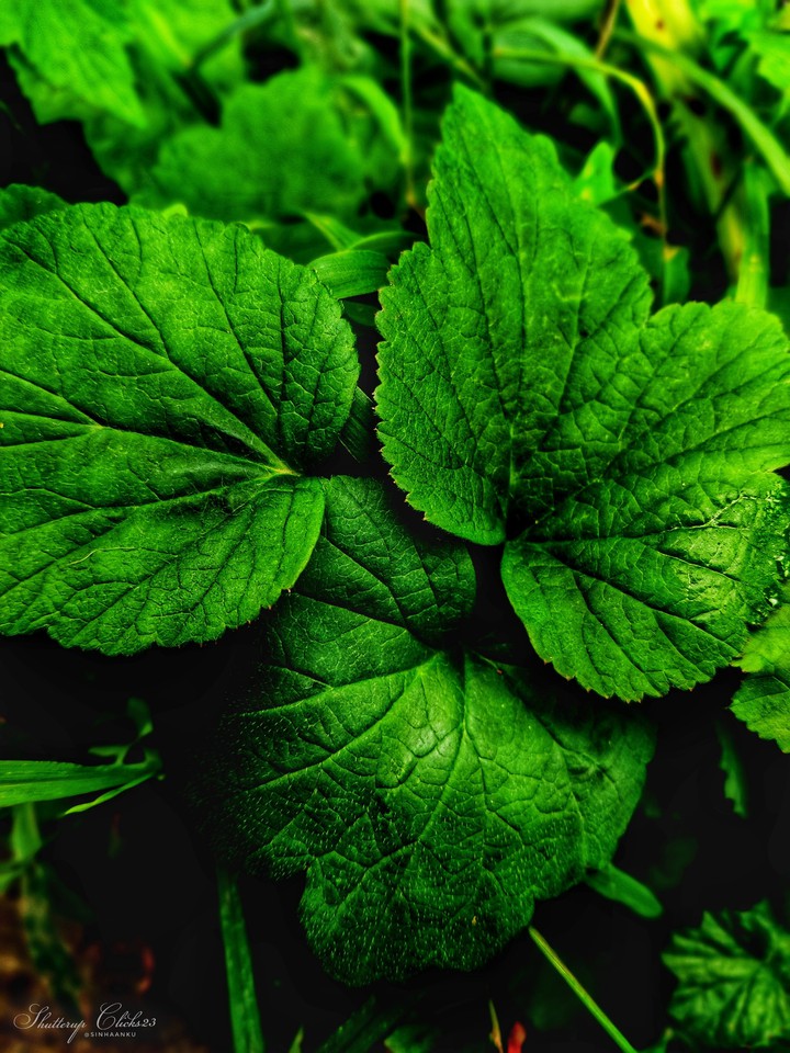 Refreshing Green