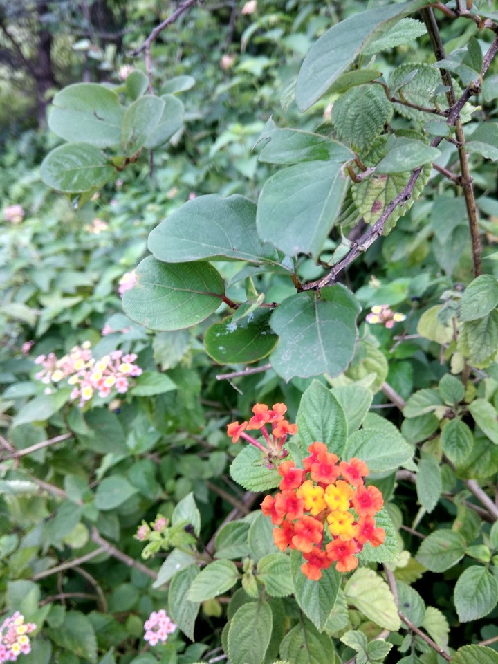 beautiful weed