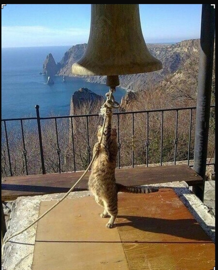cat bell