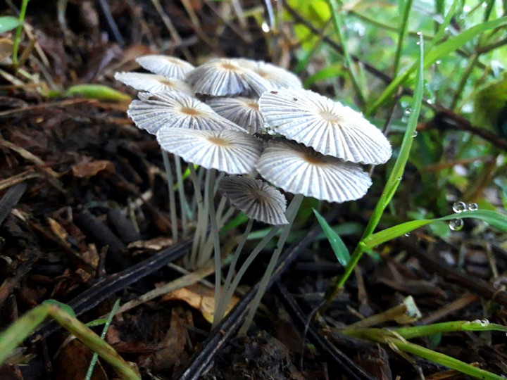 Hongos