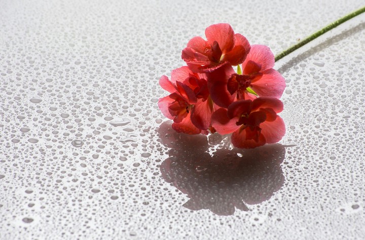 Red plant