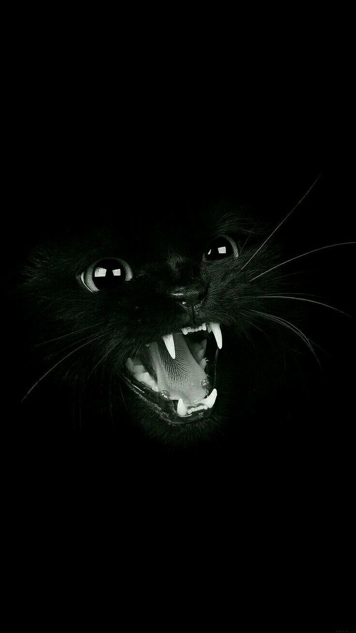 cAt♪☆＼(^０^＼) ♪(／^-^)／☆