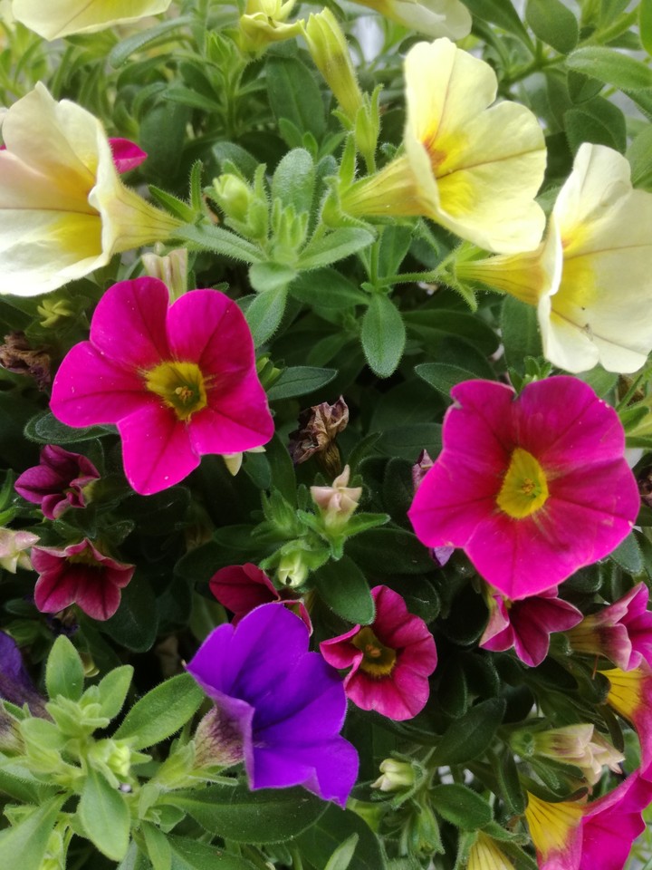 gelb-rosa -lila