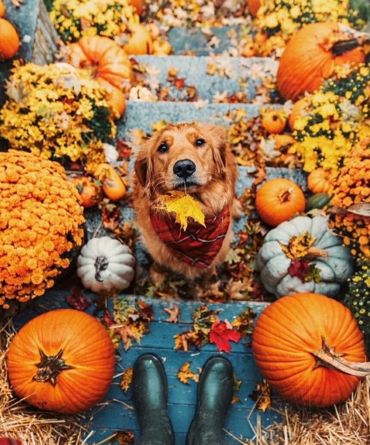 hallowenpumpkin