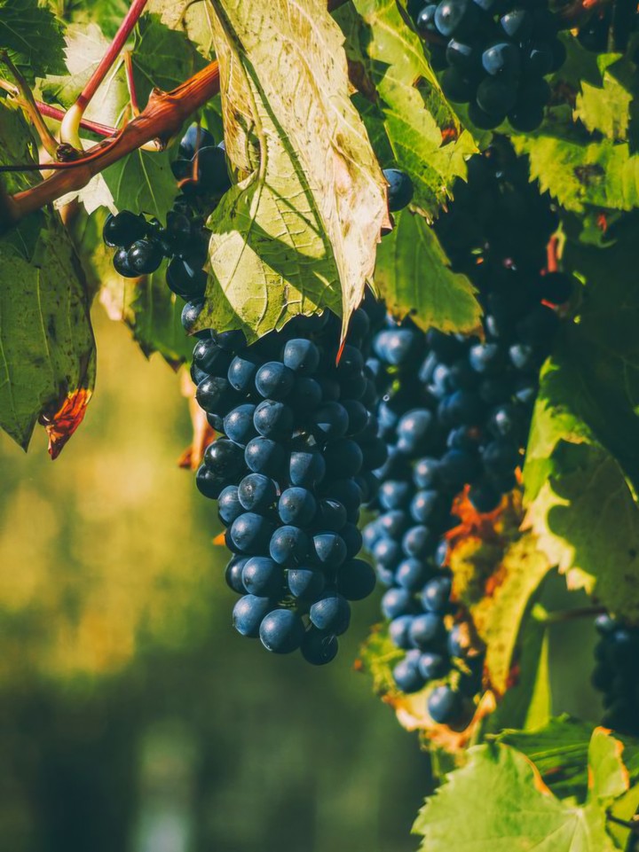 BLACK GRAPES AMONG LEAVES