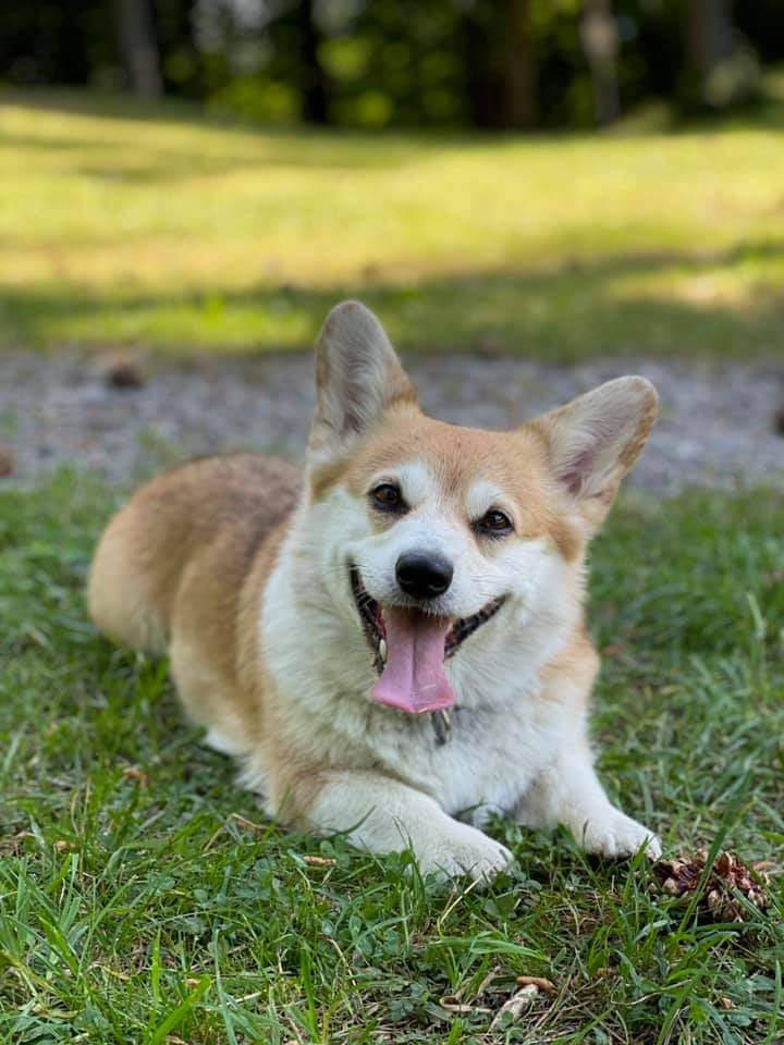 corgi